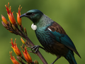 Wildlife Collection | Bird & Bee Friendly NZ Native Plant Packs