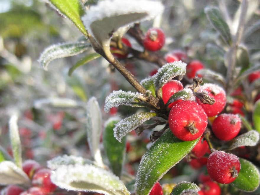 Natives for Frost + Cold Conditions