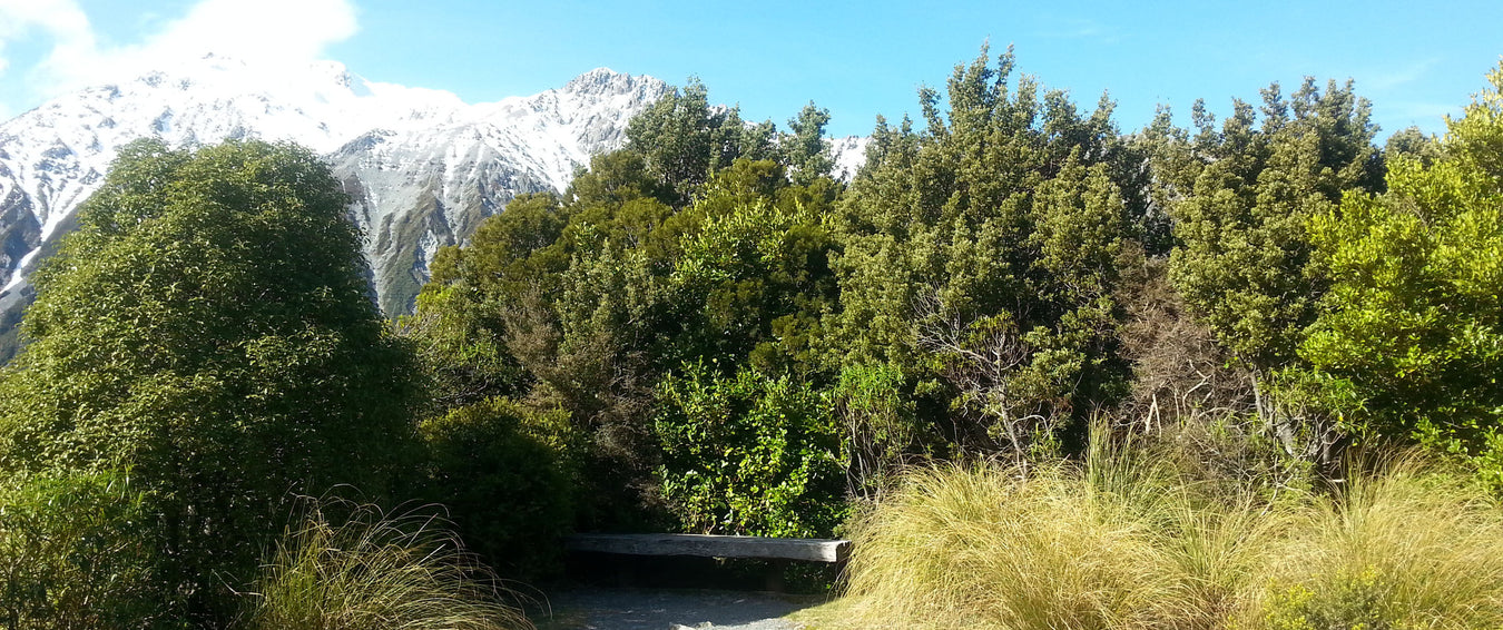 Plants suitable for Mackenzie Country