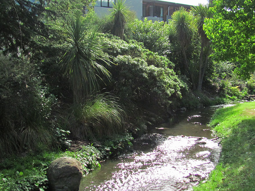 Waterway Collection | Native Stream & Wetland Plants NZ