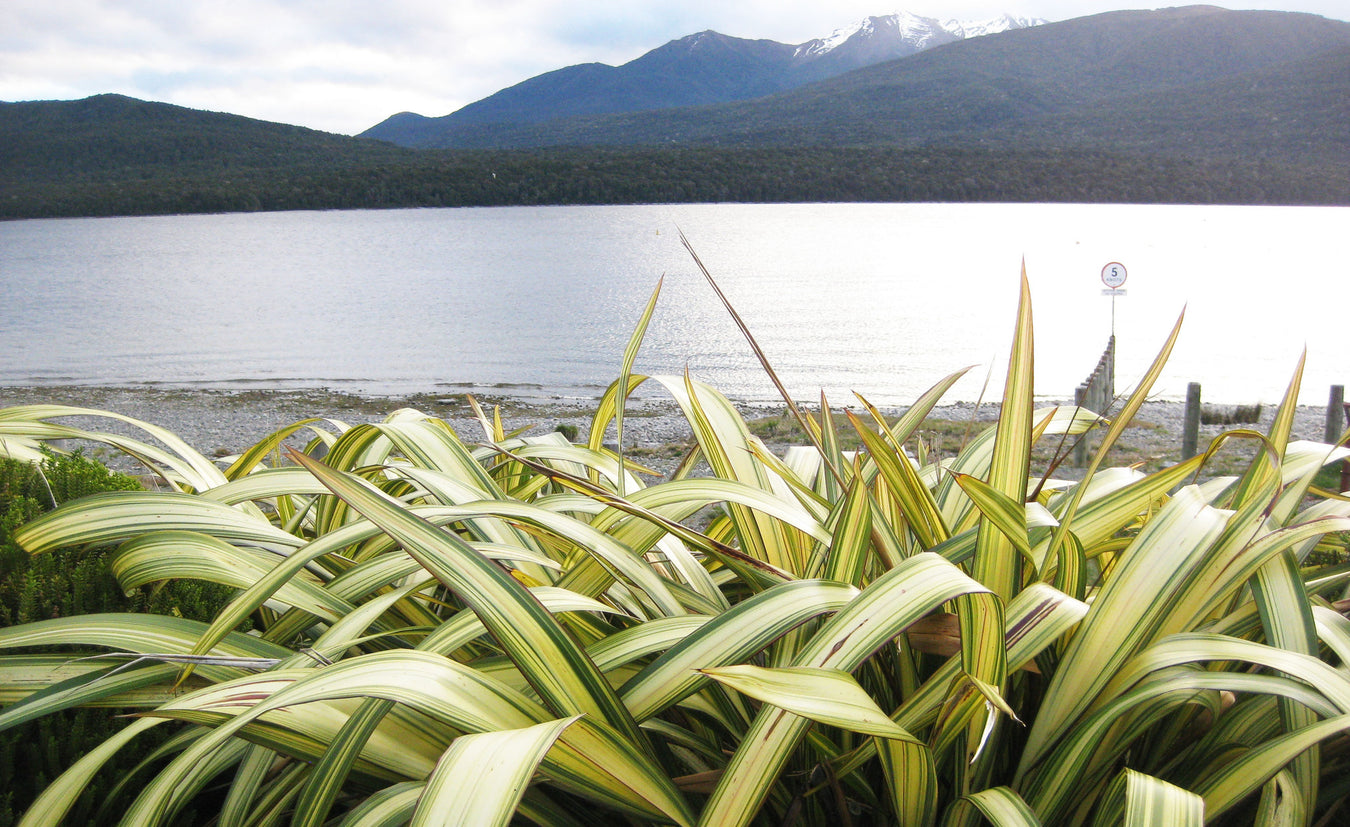 Natives recommended for Te Anau conditions