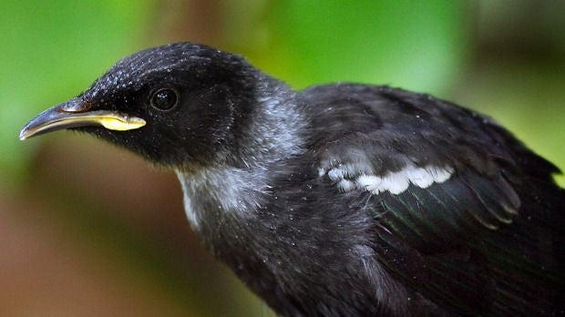 Natives to attract birds