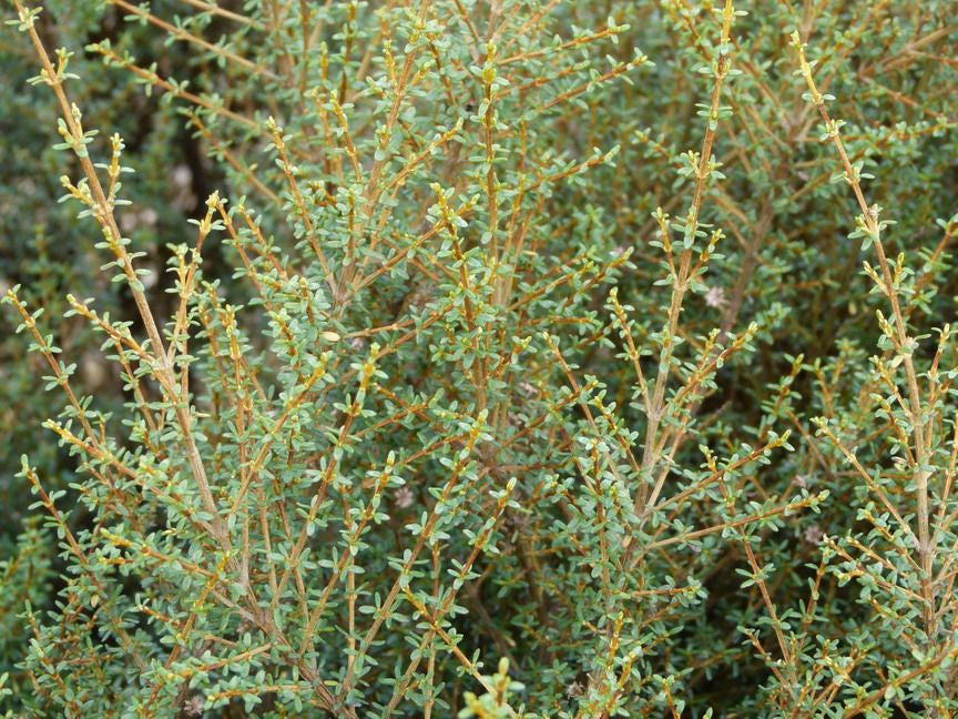 100x Golden Tree Daisy - $3.99 each