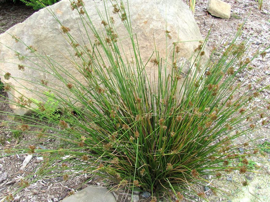 5x Juncus Edagrae - $3.99 each