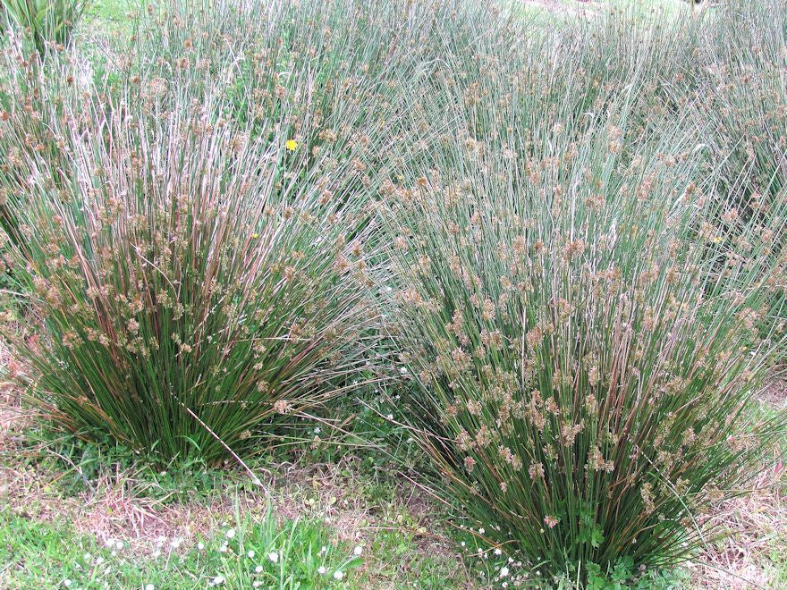 5x Juncus Edagrae - $3.99 each