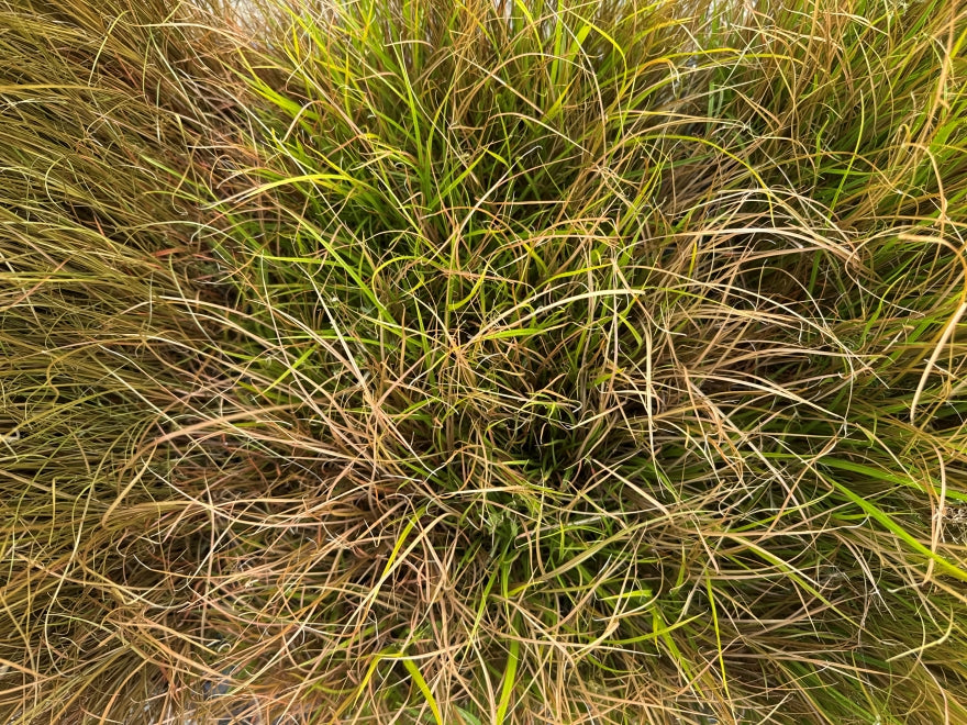 10x Carex Mixed Grasses - 99c each