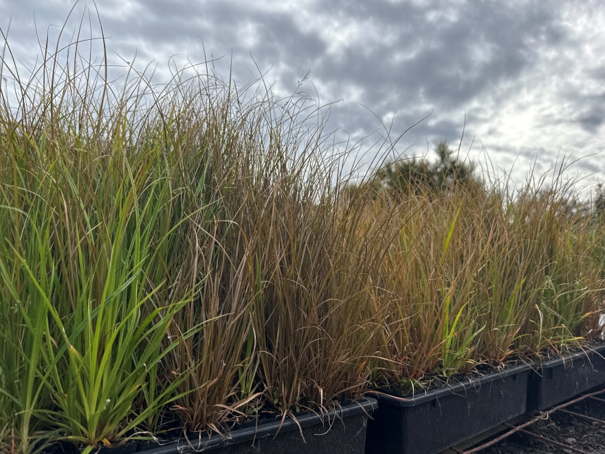 10x Carex Mixed Grasses - 99c each