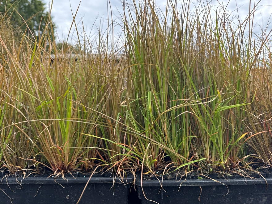 10x Carex Mixed Grasses - 99c each