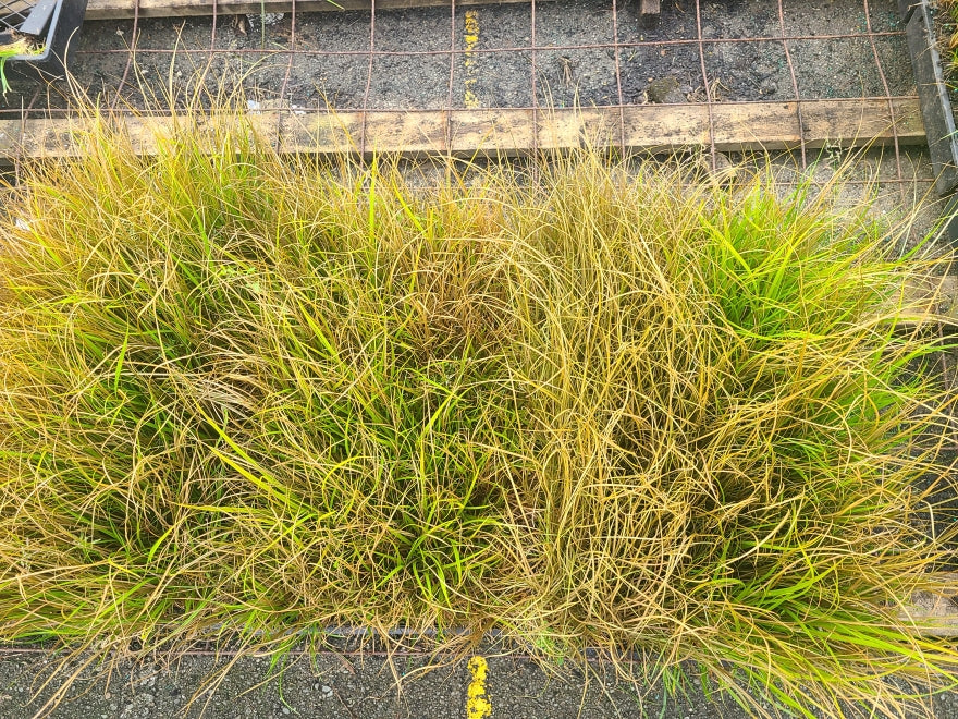 10x Carex Mixed Grasses - 99c each