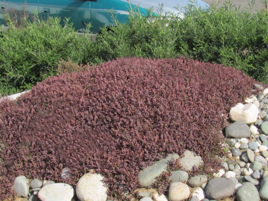 25x Purple Piri Piri - $4.99 each