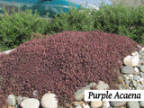 25x Native Groundcover Combo - $4.99 each