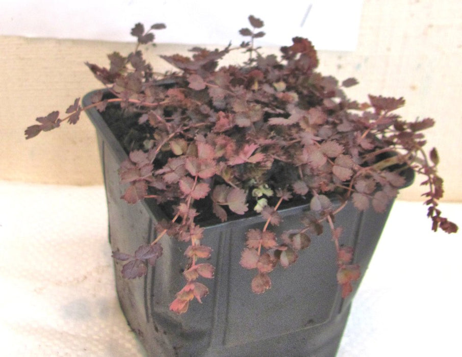 5x Purple Piri Piri - $5.99 each