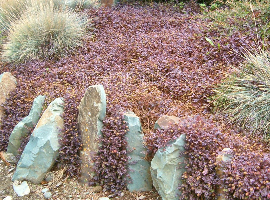 Acaena inermis purple