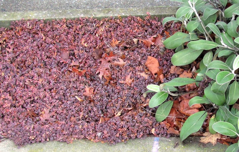 Acaena inermis purple