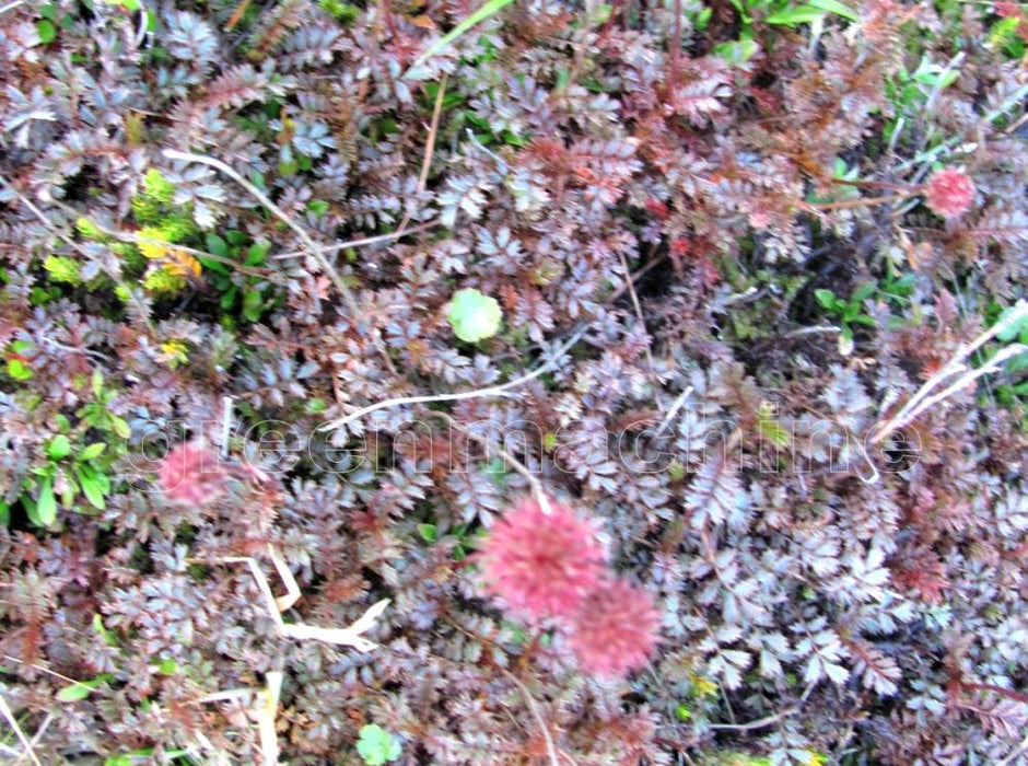 5x Purple Piri Piri - $5.99 each