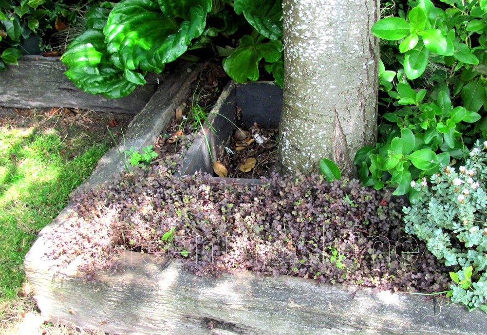 25x Purple Piri Piri - $4.99 each