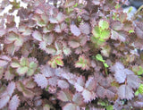 Acaena inermis purple