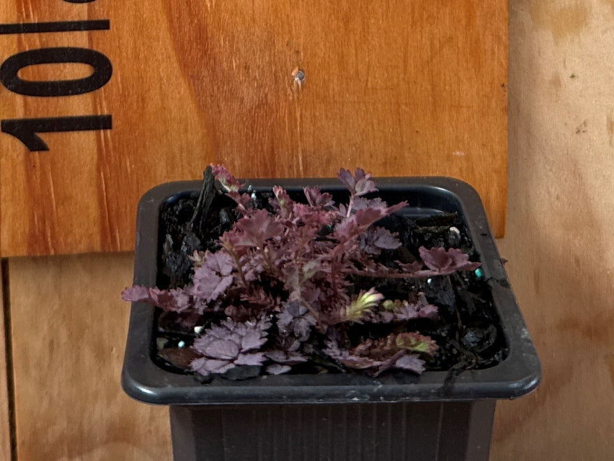 Acaena inermis purple