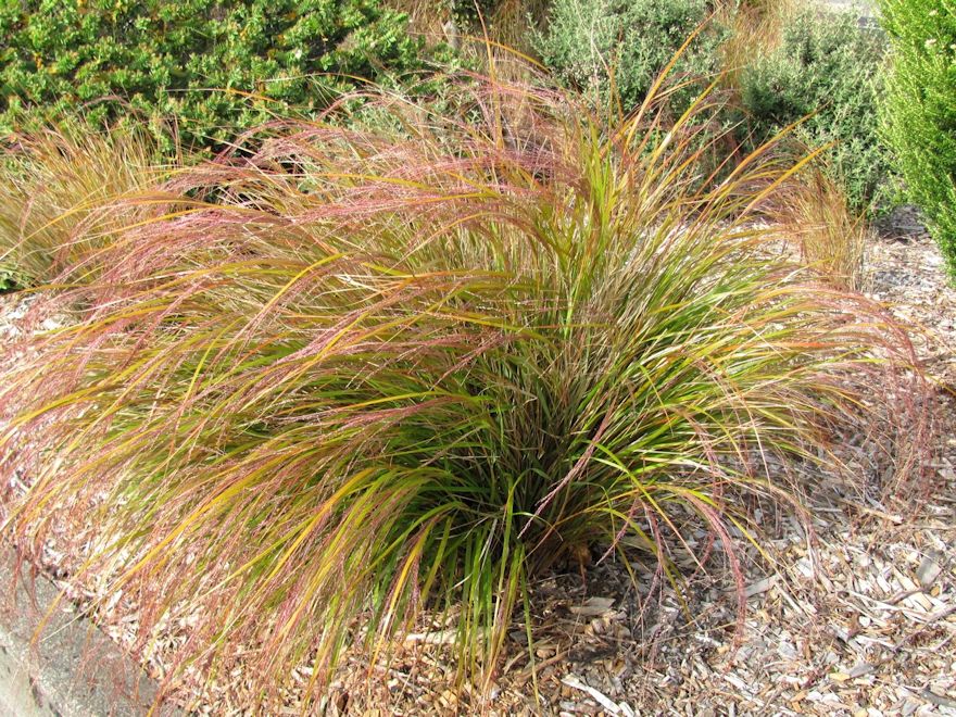 Anemanthle lessoniana