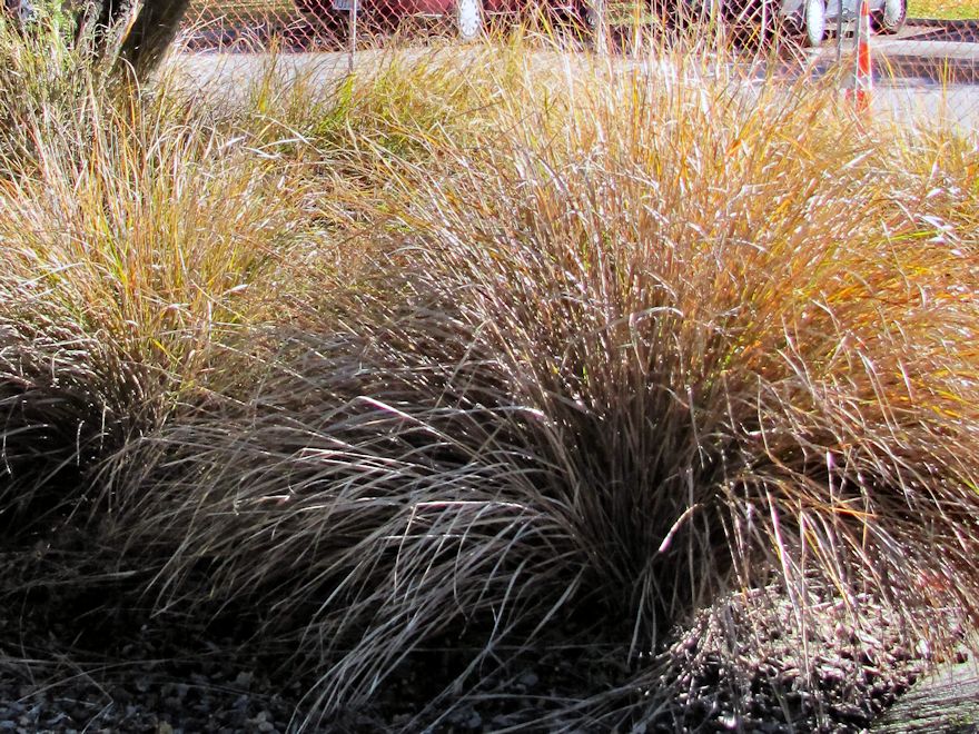 Anemanthle lessoniana