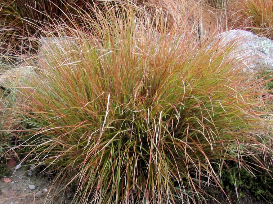 50x Wind Grass - $3.59 each
