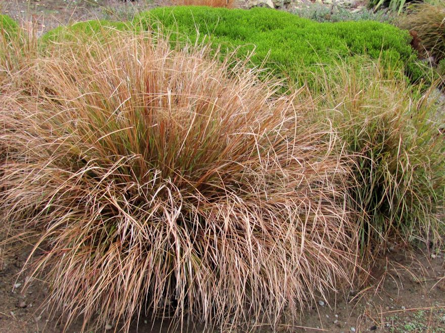 Anemanthle lessoniana