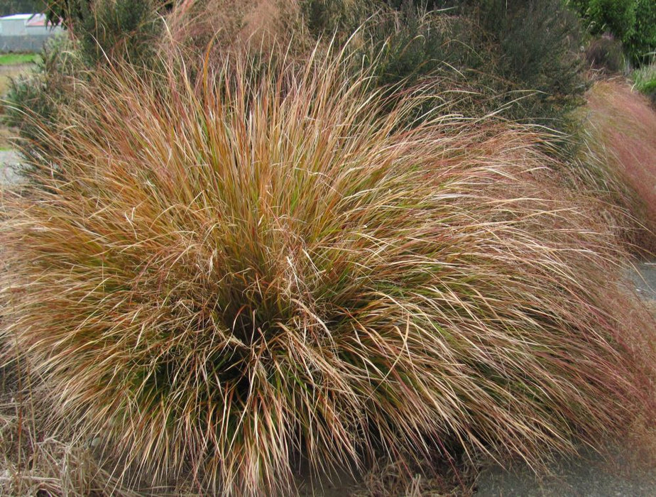 10x Wind Grass - $3.99 each