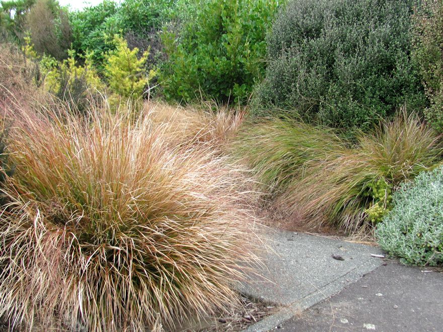 Anemanthle lessoniana