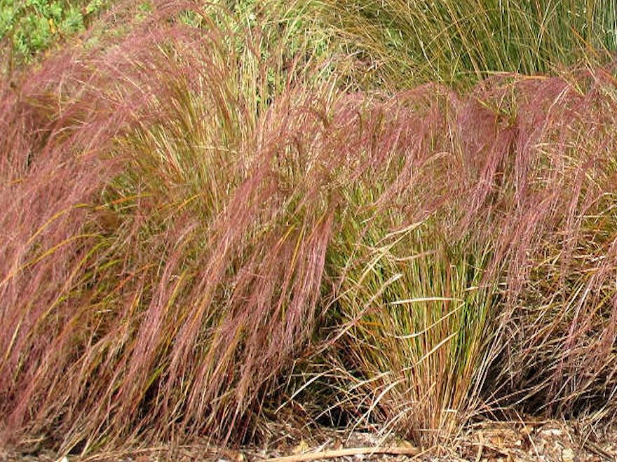 Anemanthle lessoniana