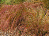 Anemanthle lessoniana