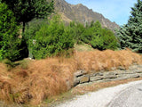 10x Wind Grass - $3.99 each