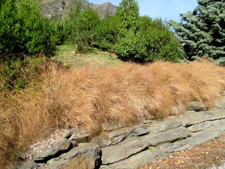 Anemanthle lessoniana