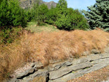 Anemanthle lessoniana
