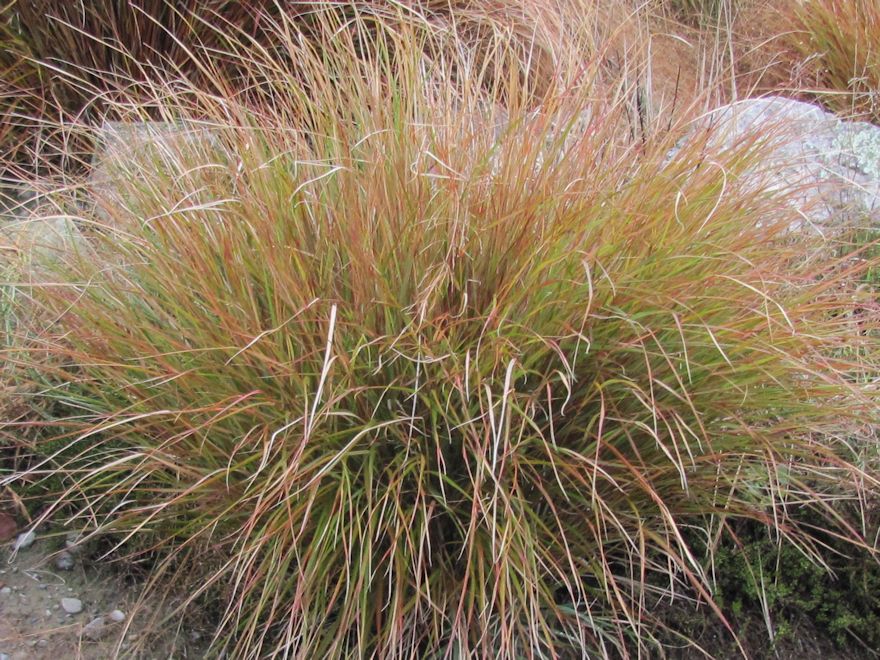 100x Wind Grass - $3.99 each