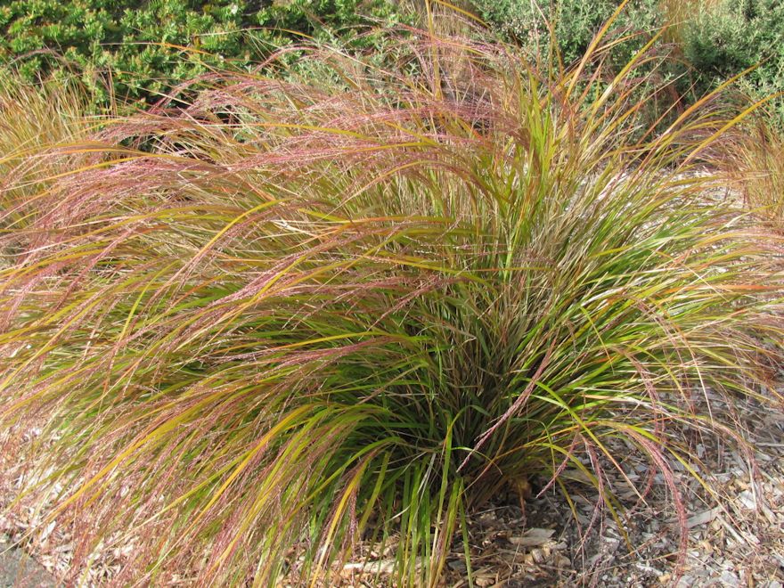 100x Wind Grass - $3.99 each