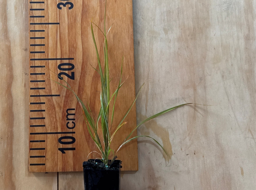 Anemanthle lessoniana