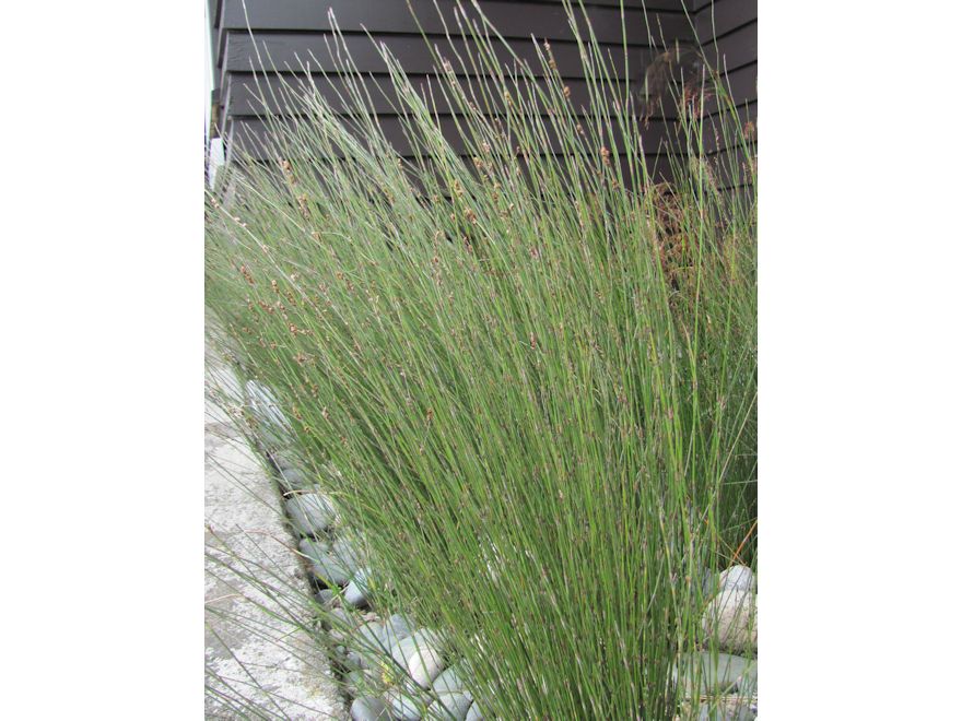 5x Jointed Rush - $5.99 each