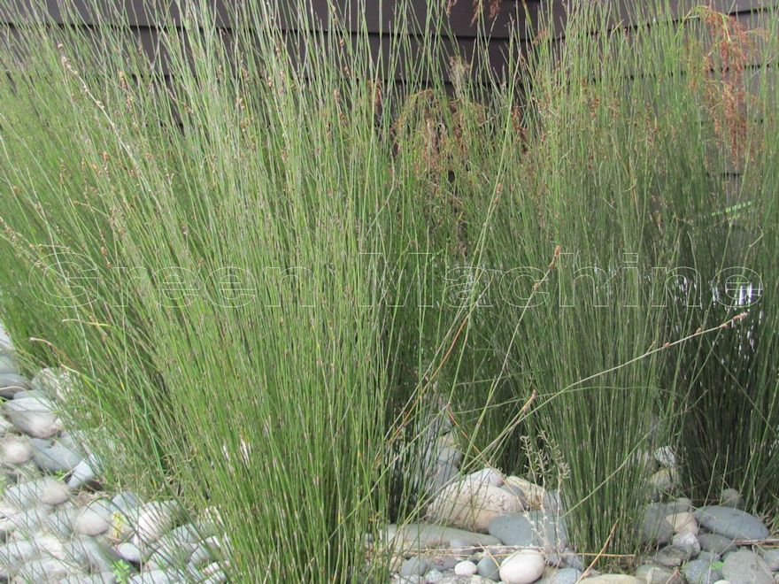 5x Jointed Rush - $5.99 each
