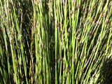100x Jointed Rush - $1.99 each