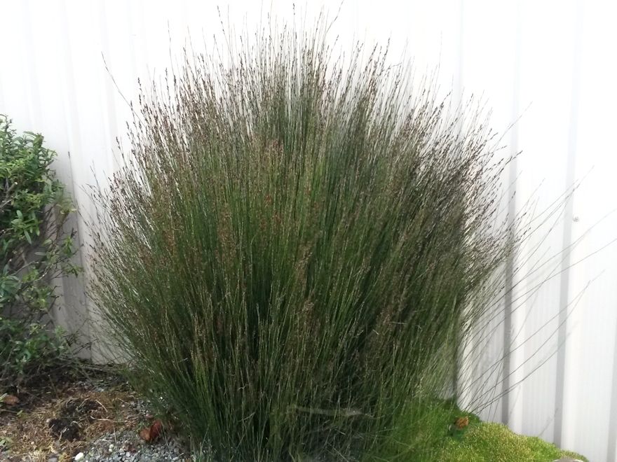 5x Jointed Rush - $5.99 each