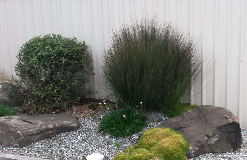 5x Jointed Rush - $5.99 each