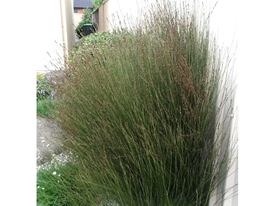 25x Jointed Rush - $2.99 each