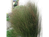 100x Jointed Rush - $1.99 each