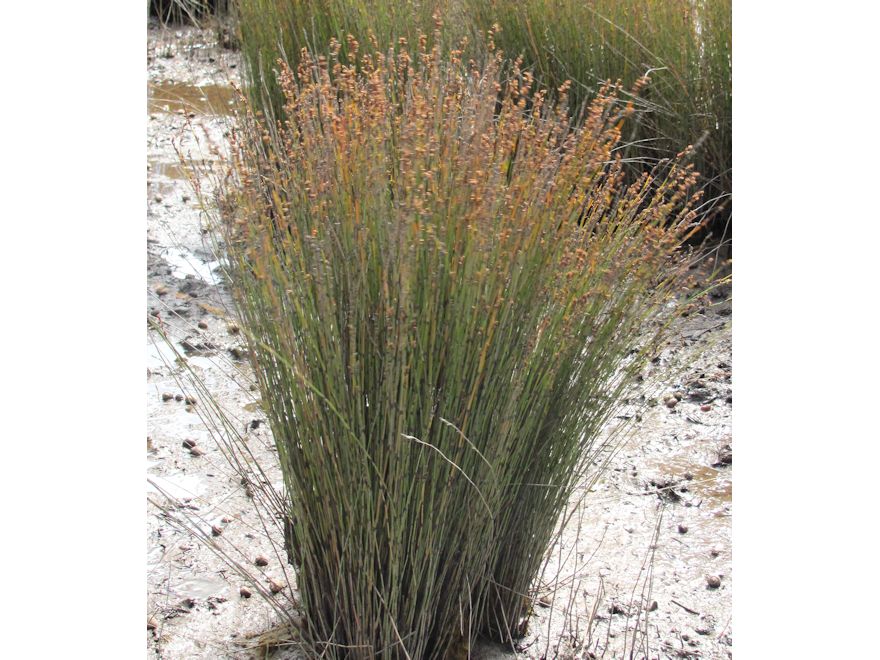 5x Jointed Rush - $5.99 each