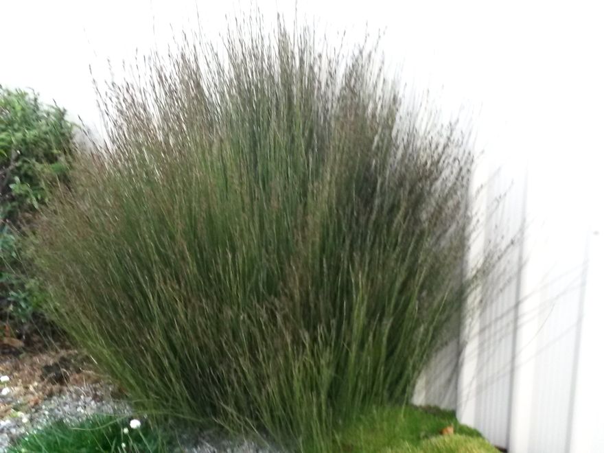 25x Jointed Rush - $2.99 each