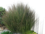 100x Jointed Rush - $1.99 each