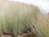 100x Jointed Rush - $1.99 each
