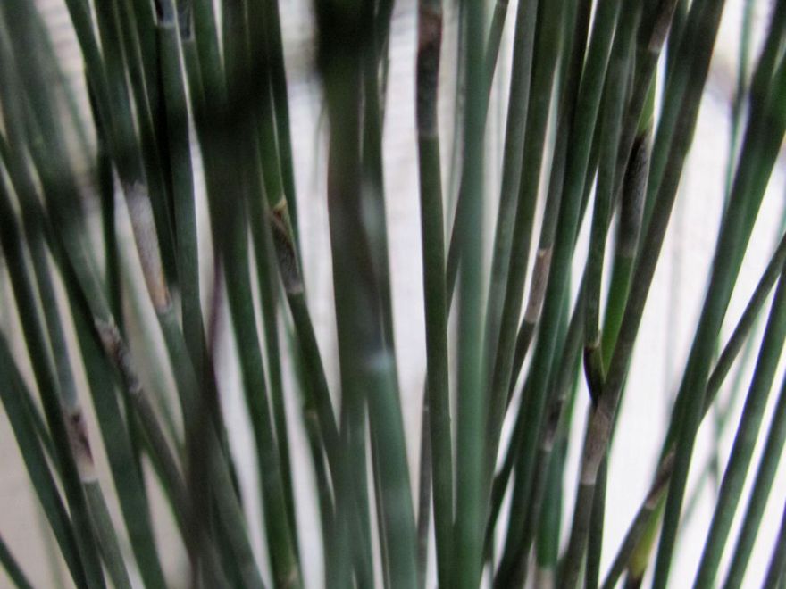 5x Jointed Rush - $5.99 each