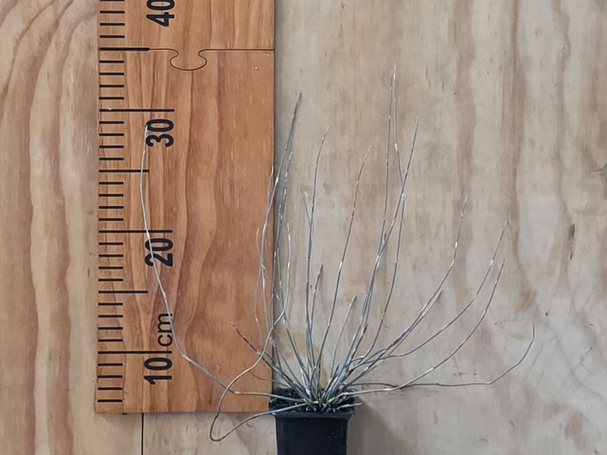 5x Jointed Rush - $5.99 each
