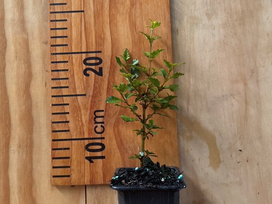 5x Aristotelia Kingsley Butler - $5.99 each